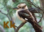 K is for Kookaburra