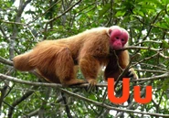 U is for Uakari
