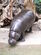 Pygmy Hippopotamus