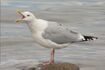 European Herring Gull