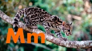 M is for Margay