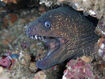 California Moray