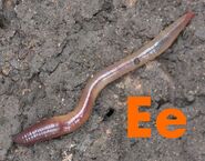 Earthworm