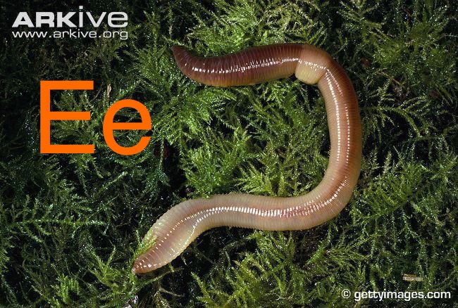 Amazon Rainforest Animal Alphabet | Alphabet Wiki | Fandom