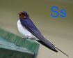 Swallow