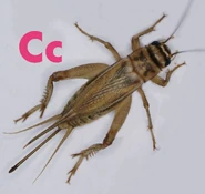 Cricket