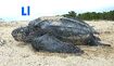 Leatherback Sea Turtle