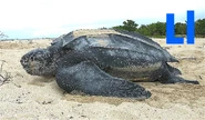 Leatherback Sea Turtle