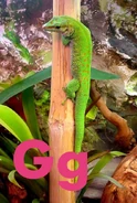 Gecko