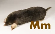 Mole
