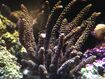 Staghorn Coral