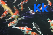 Koi