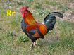 Rooster