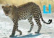 L is for Leopard