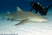 Lemon Shark