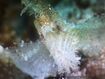 Leaf Scorpionfish