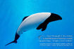 Commerson's Dolphin