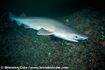 Bluntnose Sixgill Shark