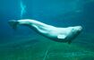 Beluga Whale