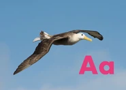 A is for Albatross