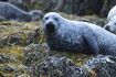 Harbour Seal