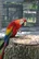 Scarlet Macaw