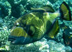 Titan Triggerfish