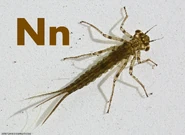 Nymph