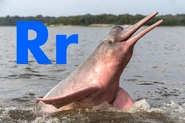 River Dolphin