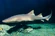Nurse Shark