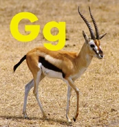 Gazelle