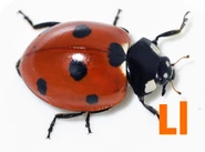 Ladybug