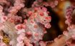 Pygmy Seahorse