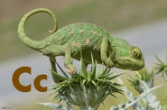 Chameleon