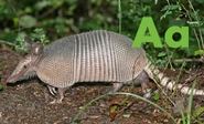 A is for Armadillo