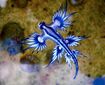 Blue Sea Slug