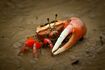 Fiddler Crab