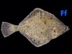 Flounder