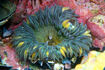 Aggregating Anemone