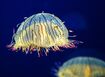 Flower Hat Jellyfish