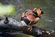 Mandarin Duck