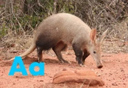 Aardvark