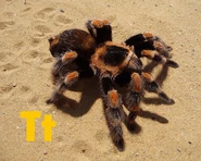 Tarantula