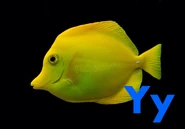 Yellow Tang