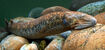 Sea Lamprey