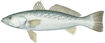 Weakfish