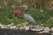 Heron