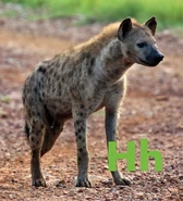 Hyena