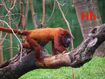 Howler Monkey