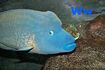 Wrasse